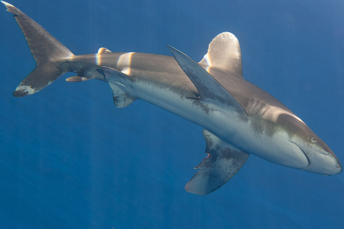 Giant Shark -  Hong Kong