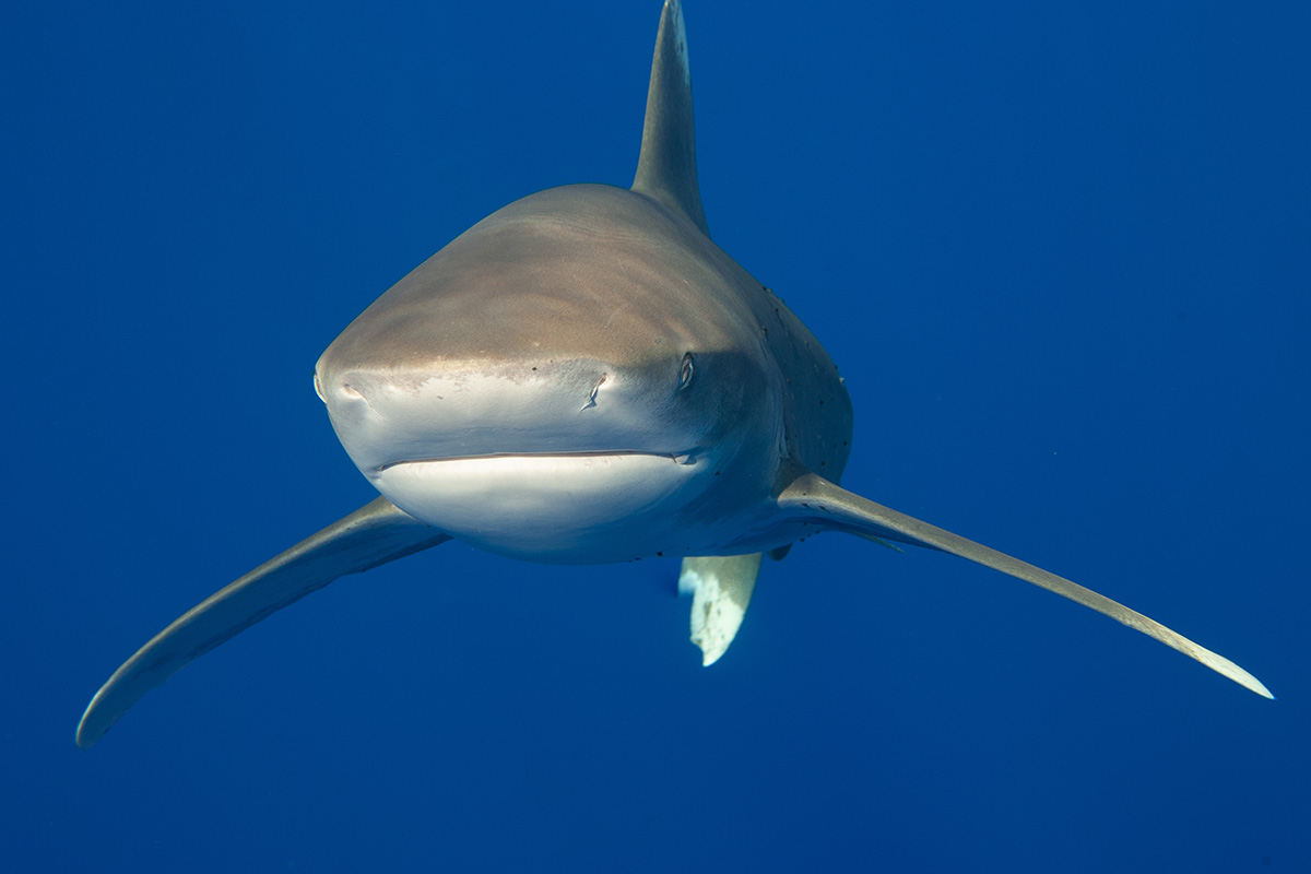 Oceanic whitetip shark Red Sea 2018