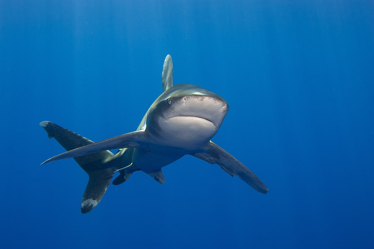 Oceanic whitetip shark Red Sea_2018