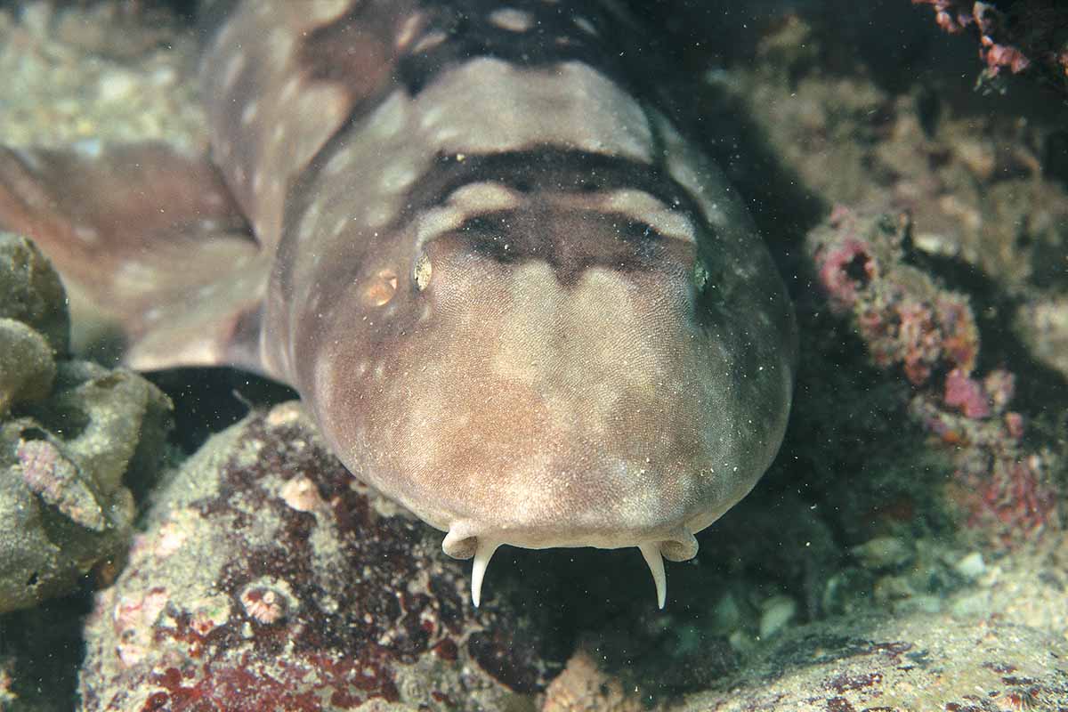 Whitespotted bamboo shark_HK