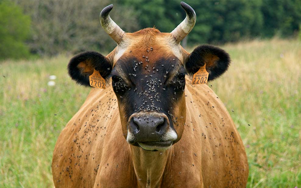 Cow-with-flies