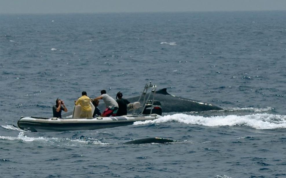 craig-leeson-plastic-ocean-whales