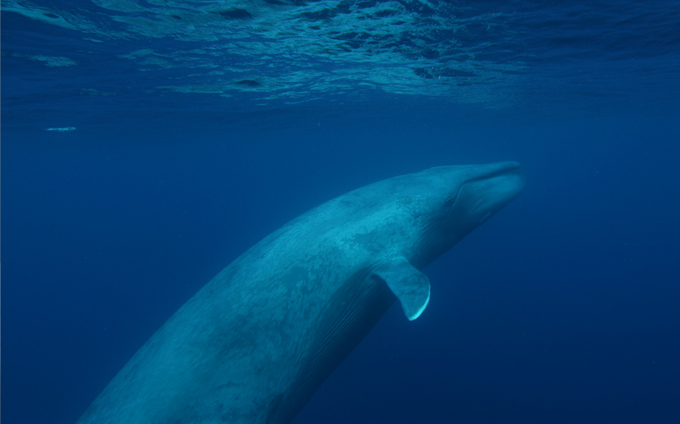 plastic-ocean-whale
