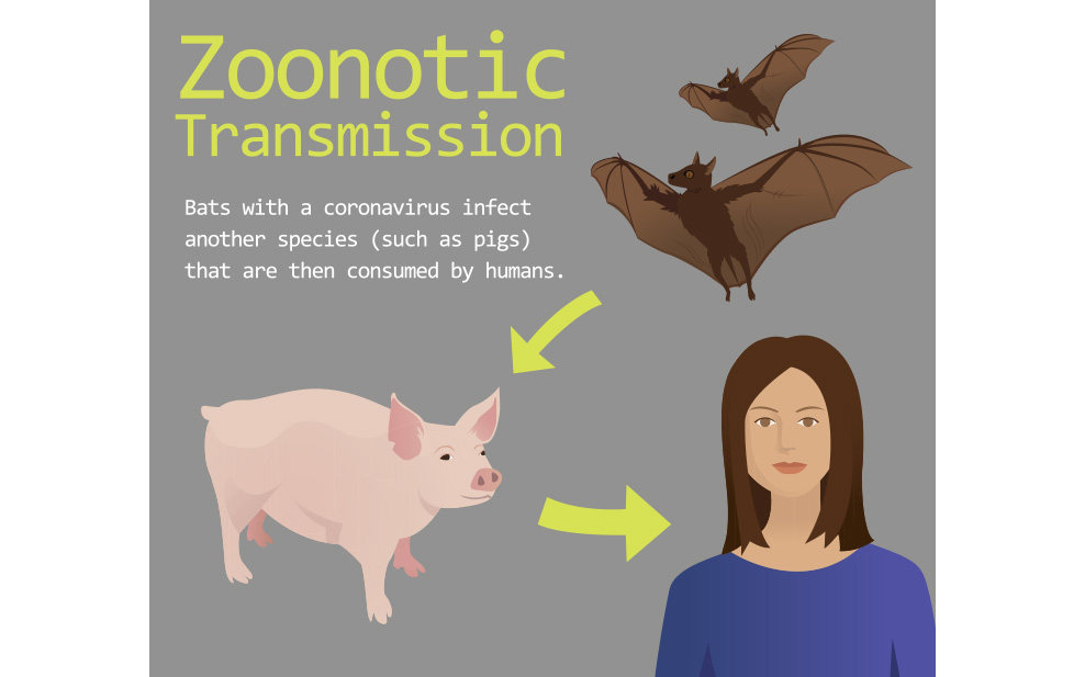 sketch-transmission-coronaviruses-bats