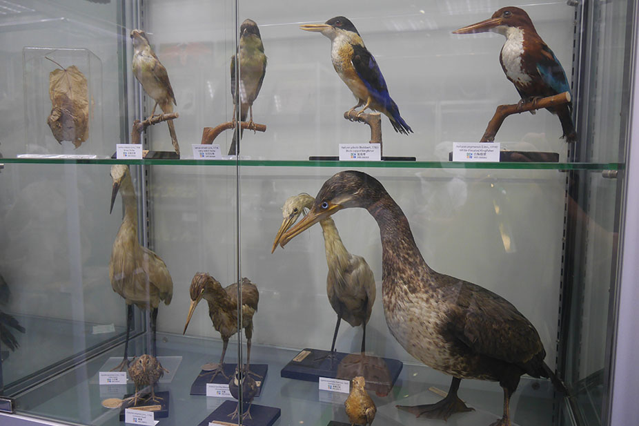 Bird Collection