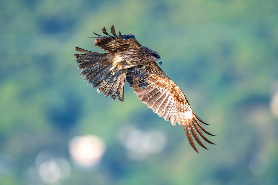 bird Black Kite