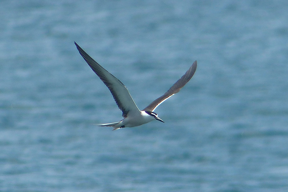 Bridled Tern bird