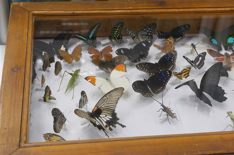 Insect Collection museum