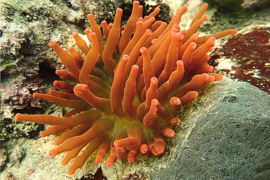 Sea Anemone