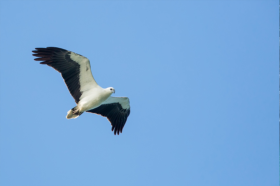 White Bellied Sea Eagle