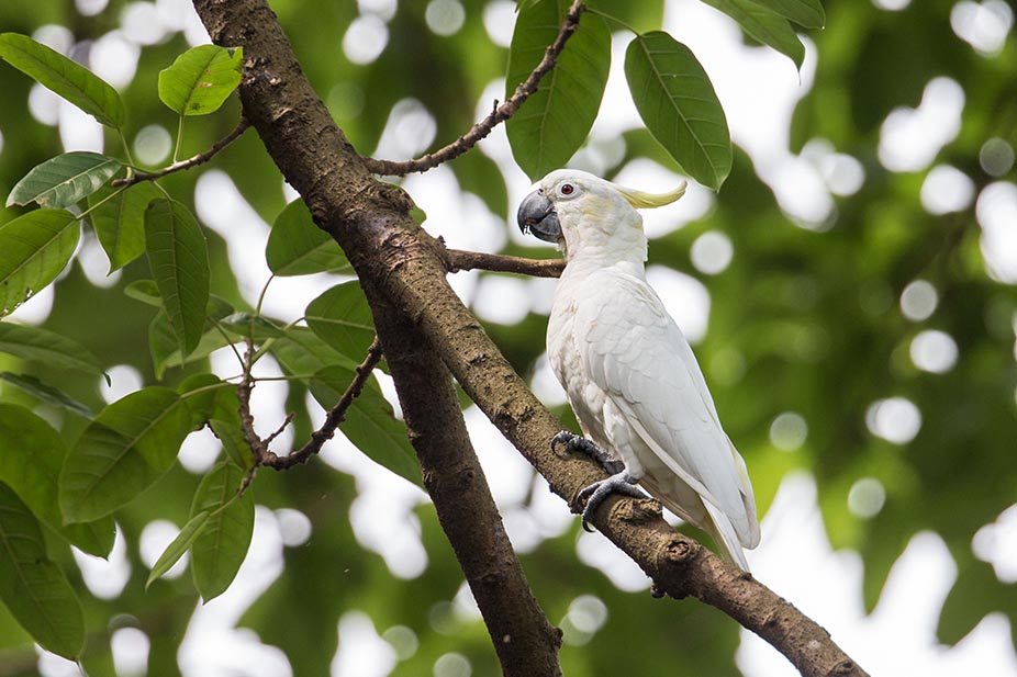 Yellow Crested Cockatoo