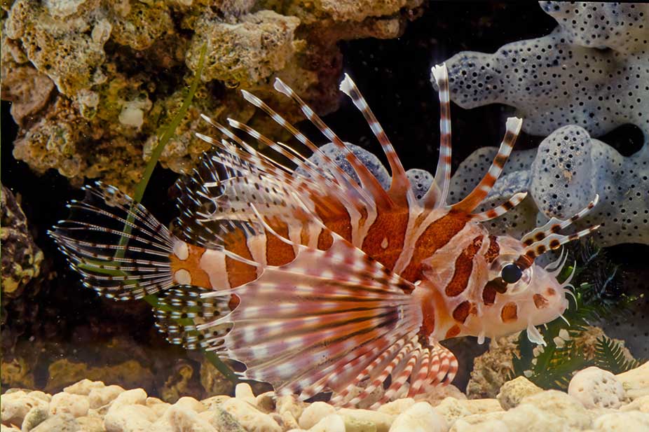 Zebra Turkeyfish