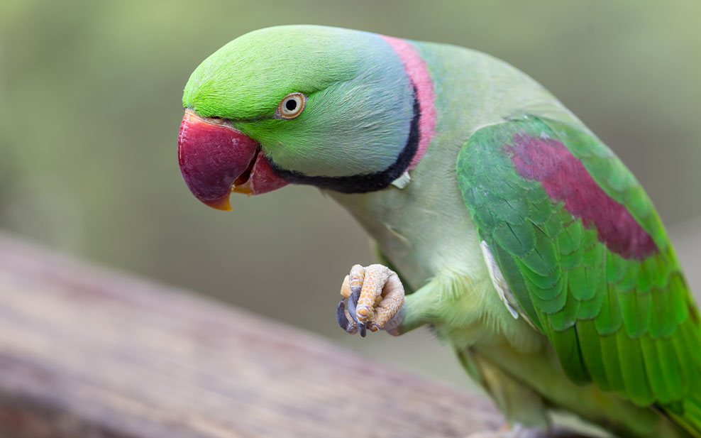 Alexandrine Parakeet