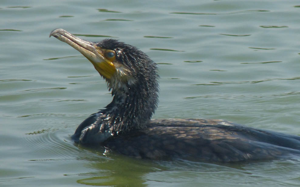 Cormorant