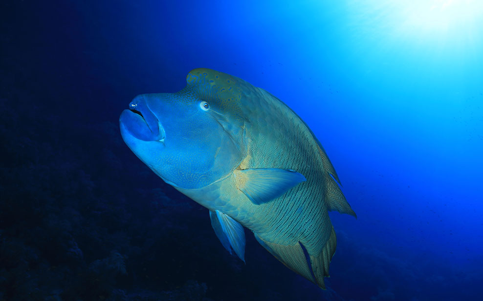 Humphead Wrasse