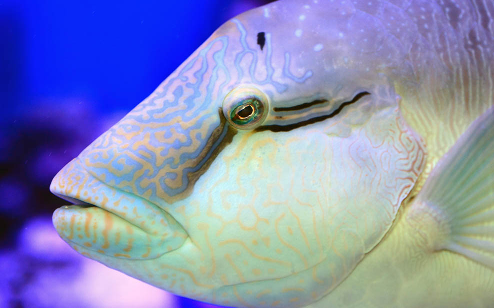 Juvenile humphead wrasse