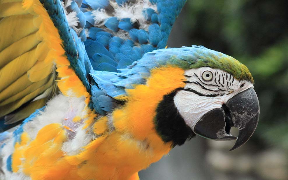 Macaw