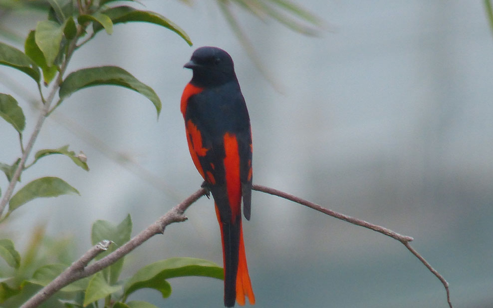 Scarlet minivet