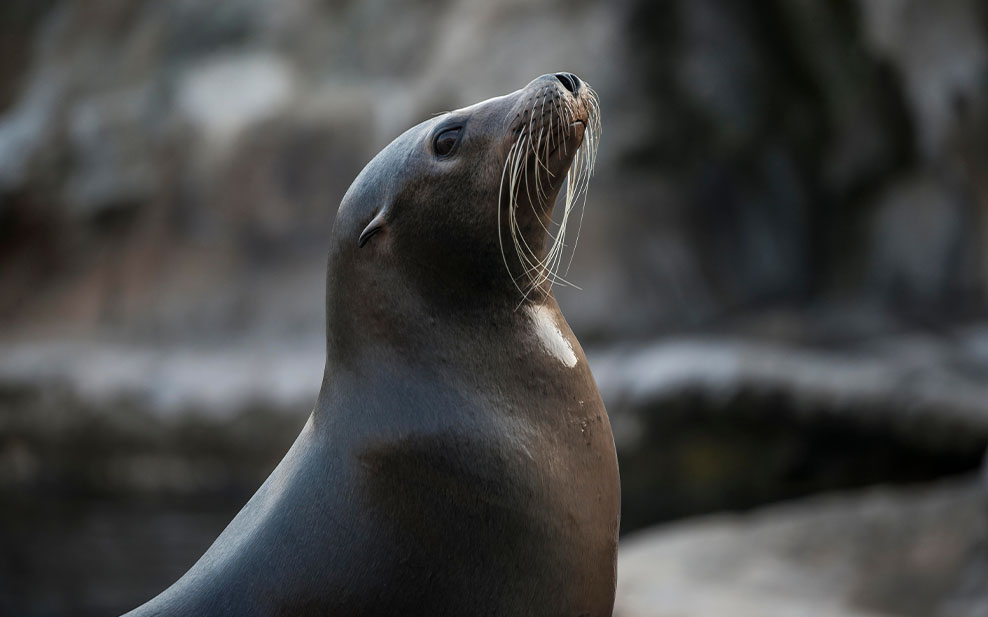 Sea Lion