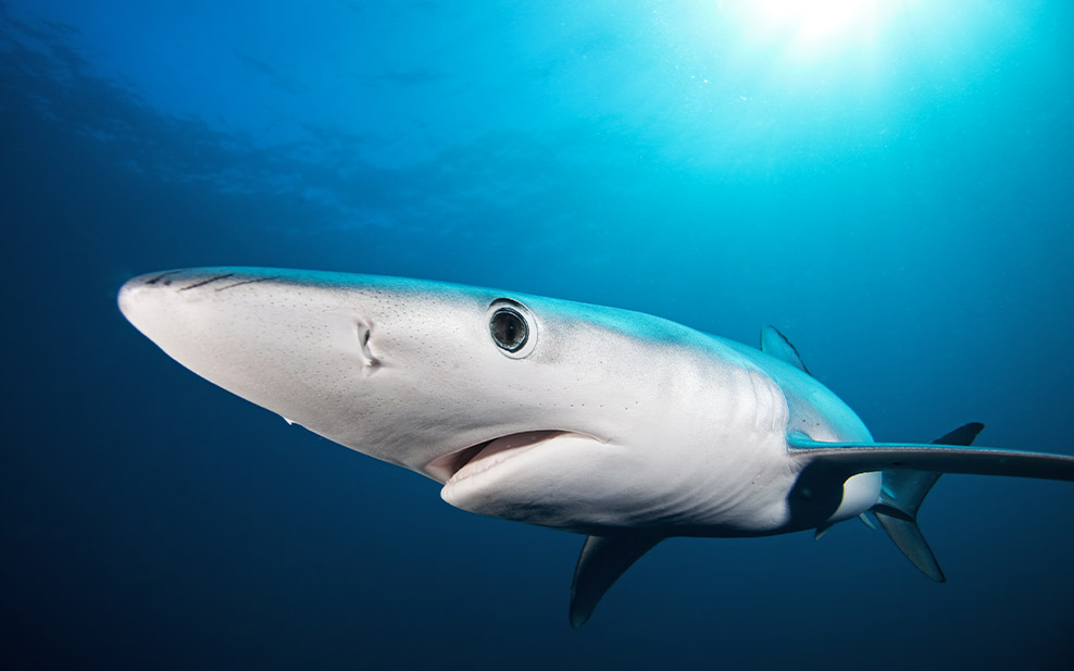 Blue Shark