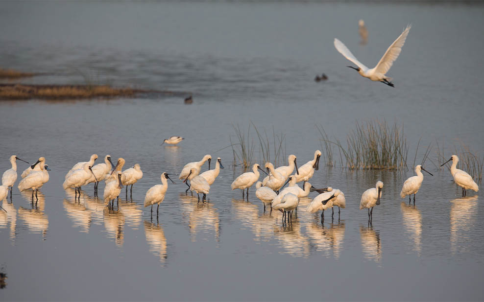 Black-faced spoonbills