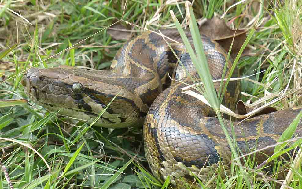 Burmese Python