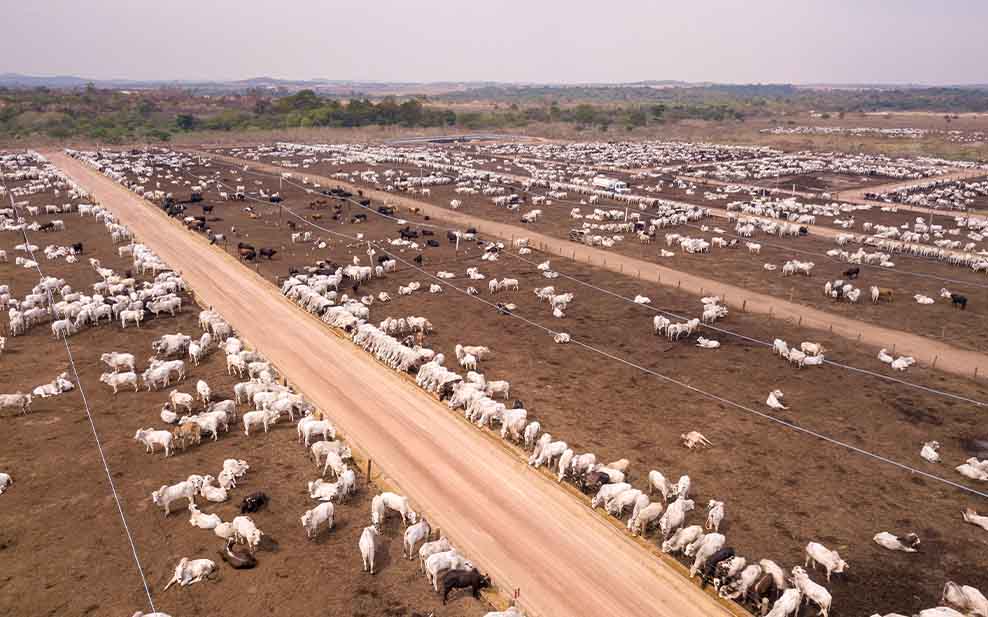 Cattle Ranching