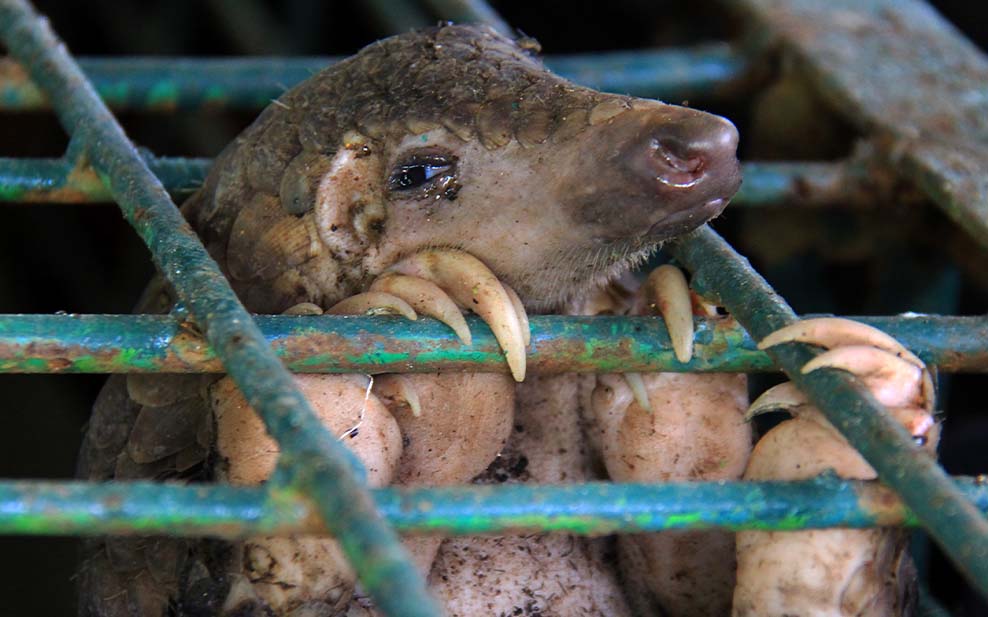 Pangolin