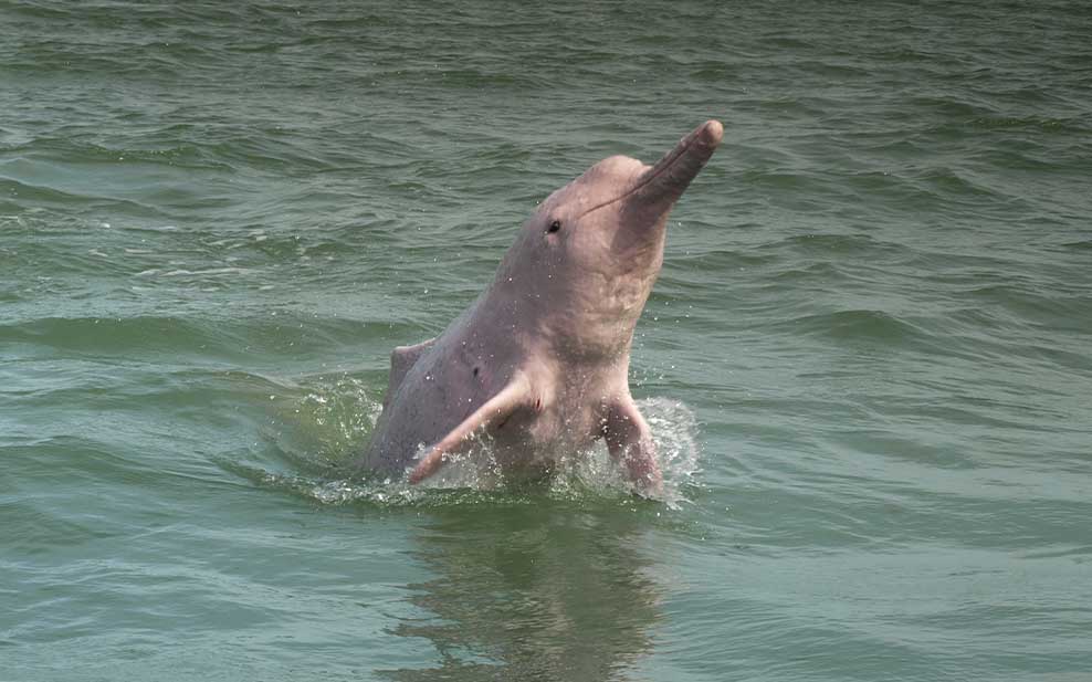 Pink Dolphin