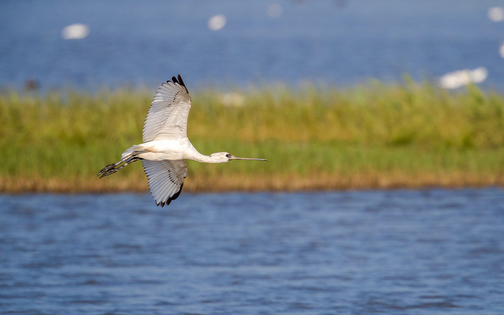 Black-Faced Spoonbill in flight