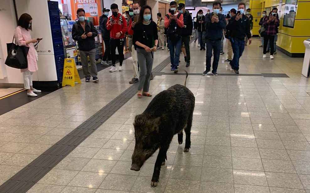 Wild Boar in MTR