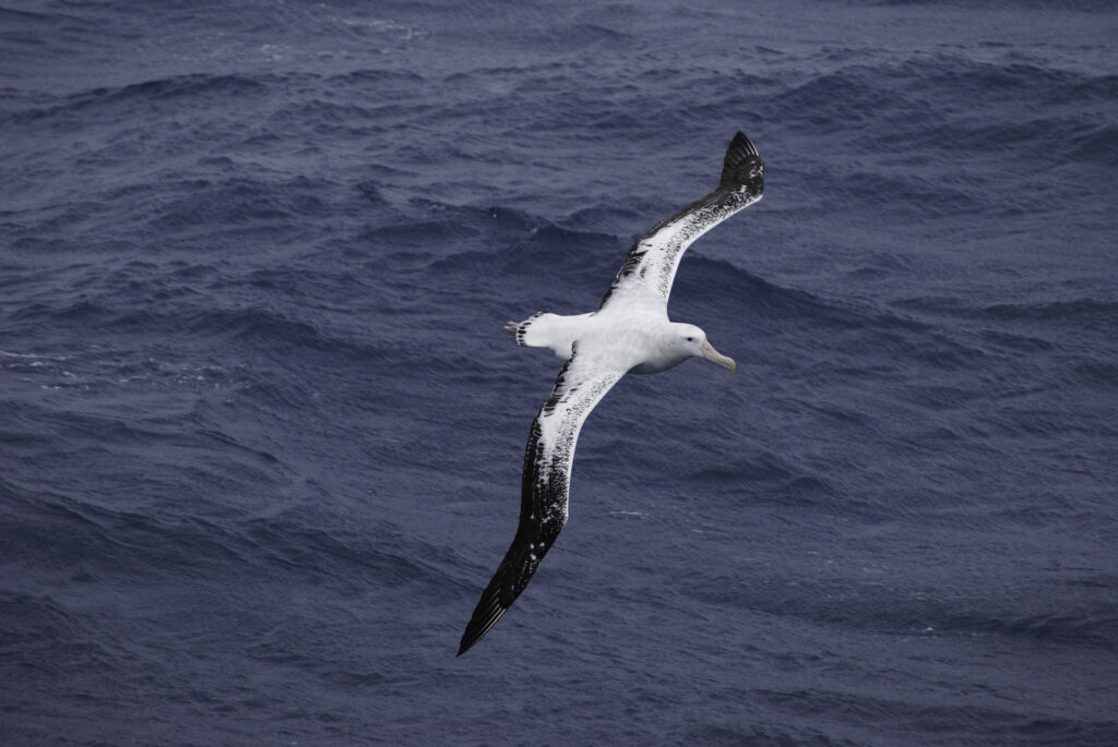 Wandering Albatross flying