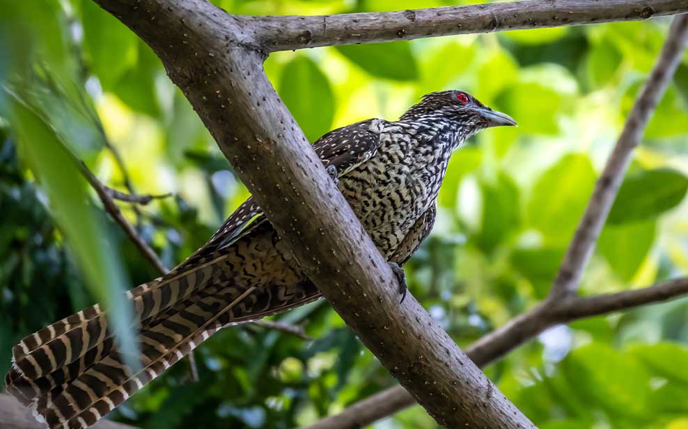 Female Asian koel