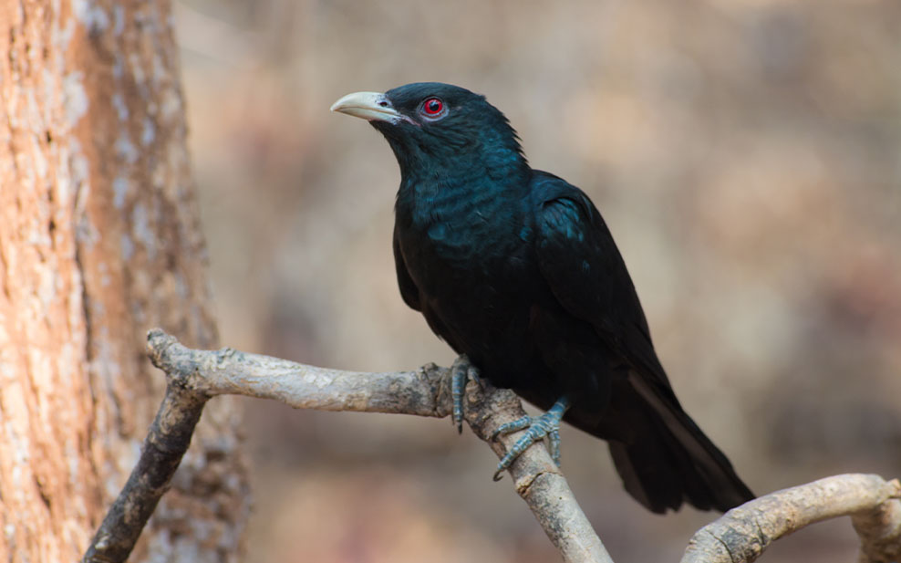 Male Asian koel