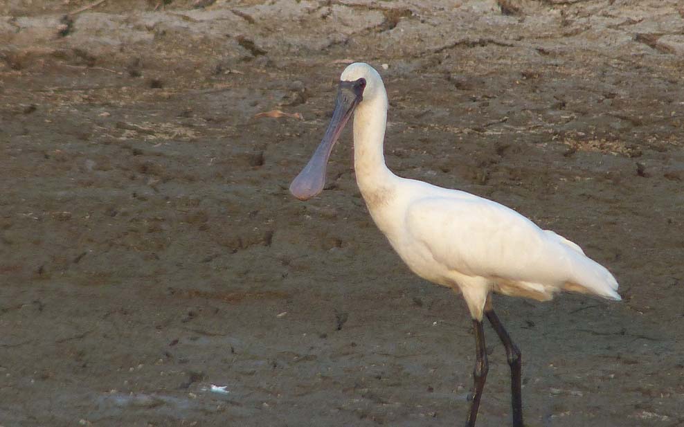 Black Faced Spoonbill