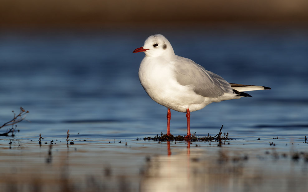 Black Headed Gull