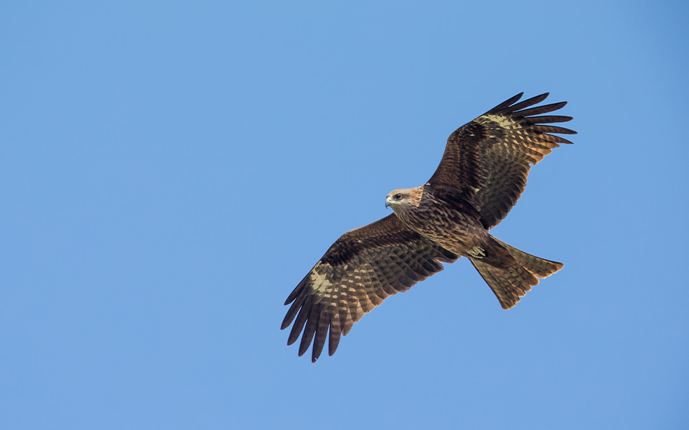 Black Kite flying in blue Sky