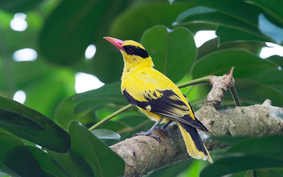 Black Naped Oriole