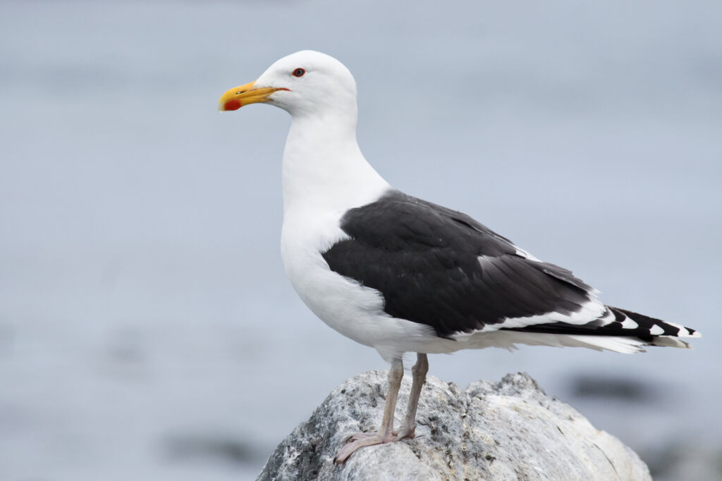 Black-backed Gull