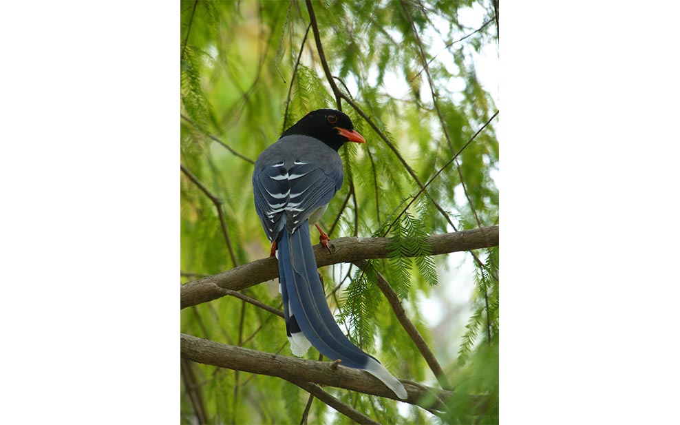 Blue Magpie