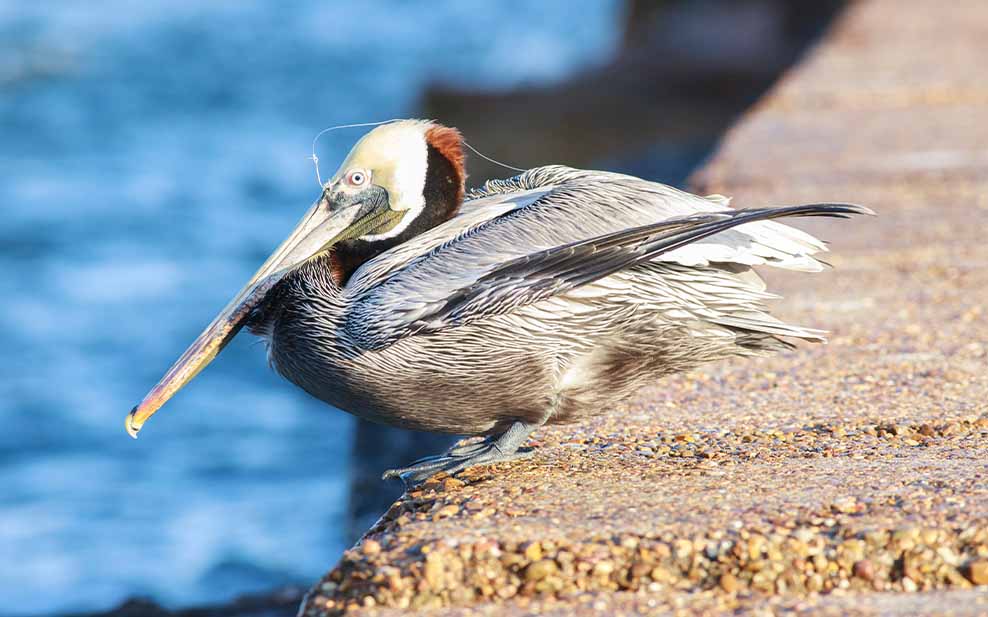 Brown pelican