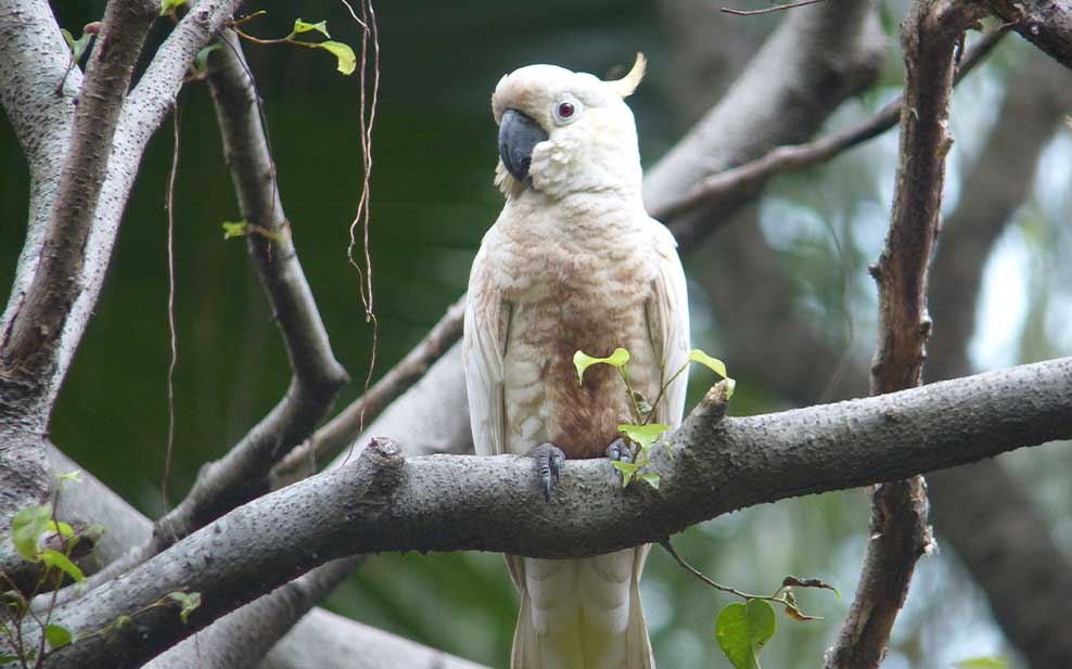 Yellow-crested Cockatoo