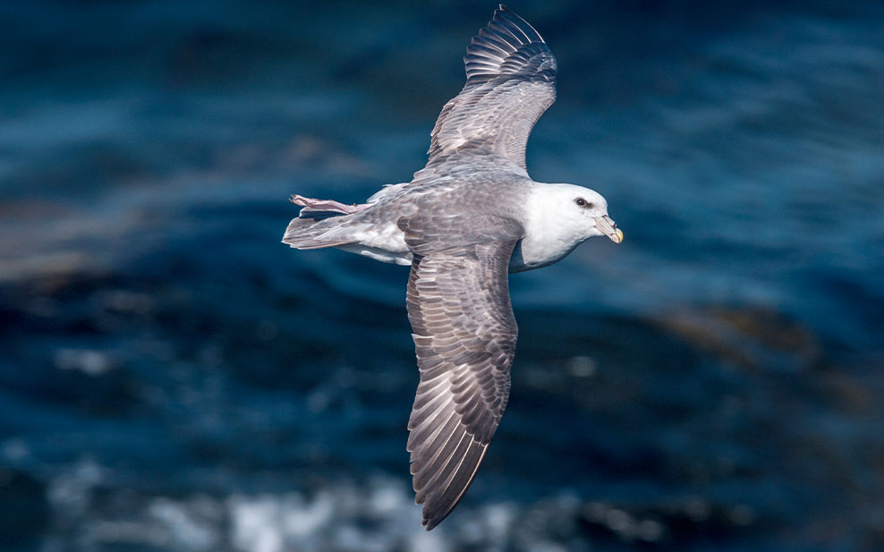 Northern Fulmar