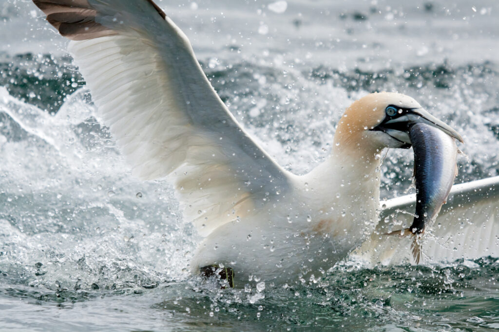 Northern Gannet with a fish