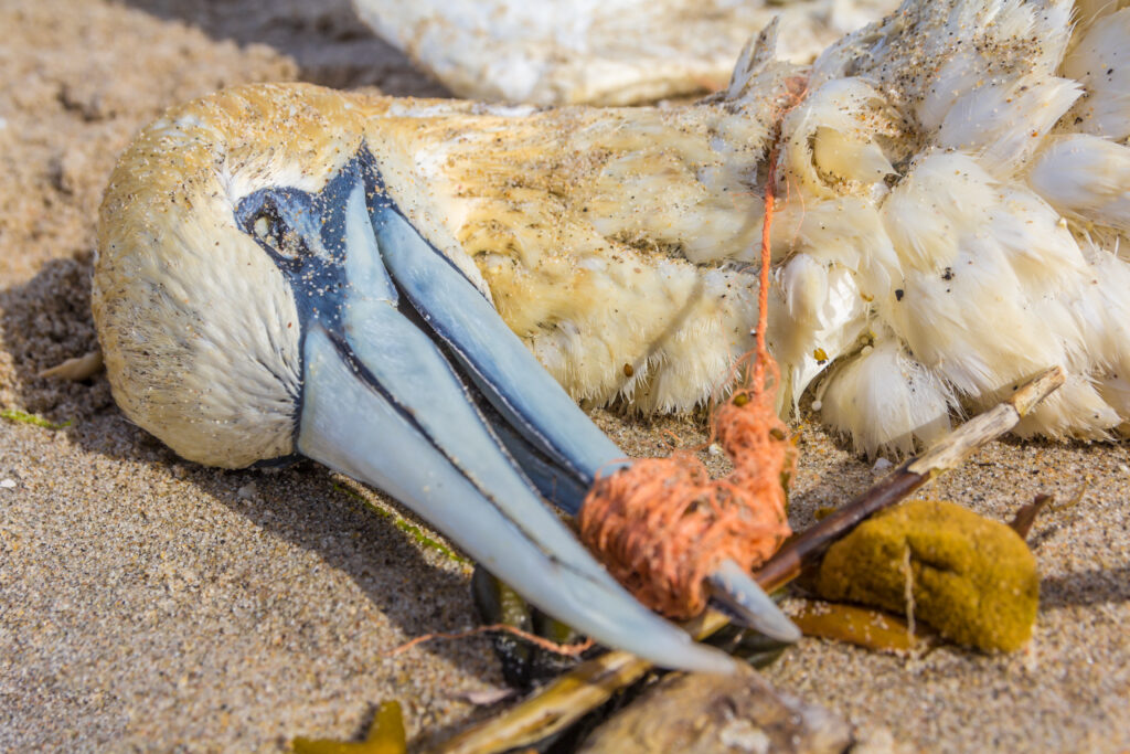 Dead Gannet