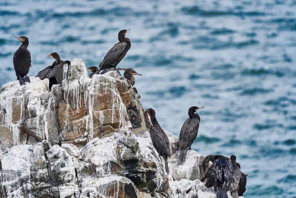 Cormorants on rocks