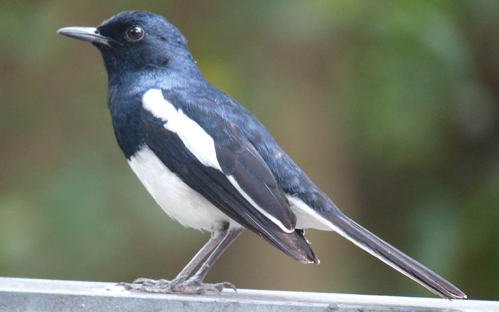 Magpie Robin