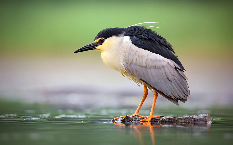 Black crowned night heron