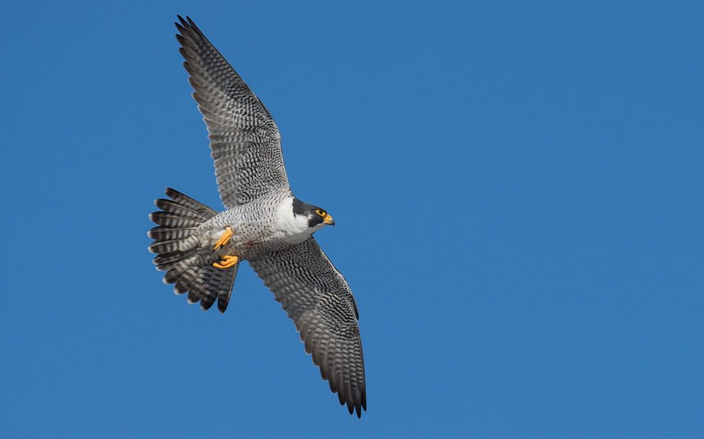 Peregrine Falcon