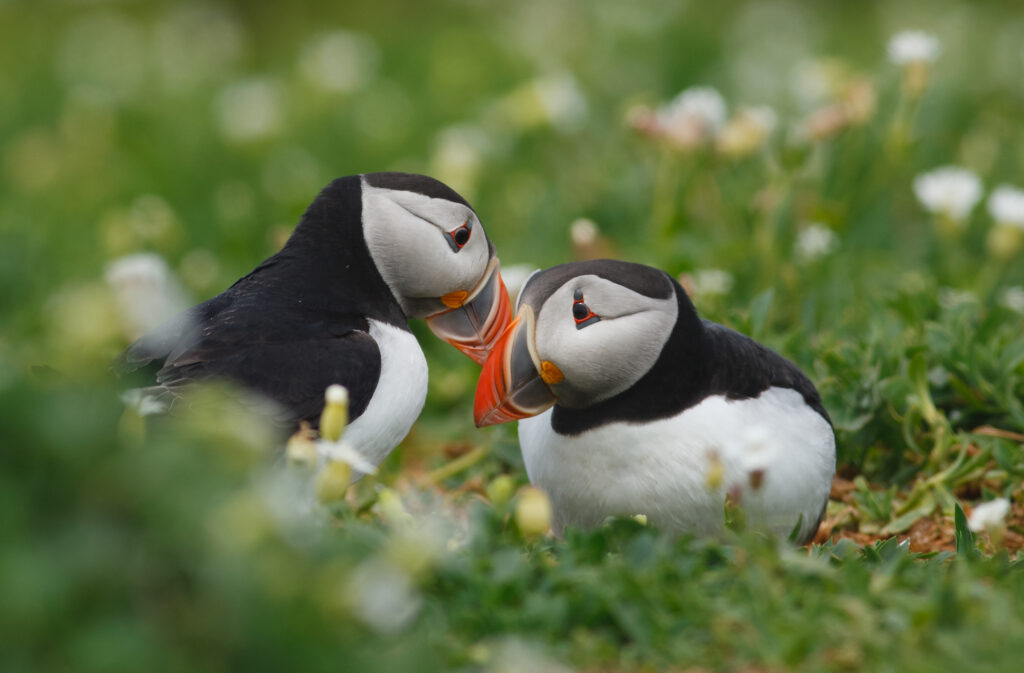 Courting puffins